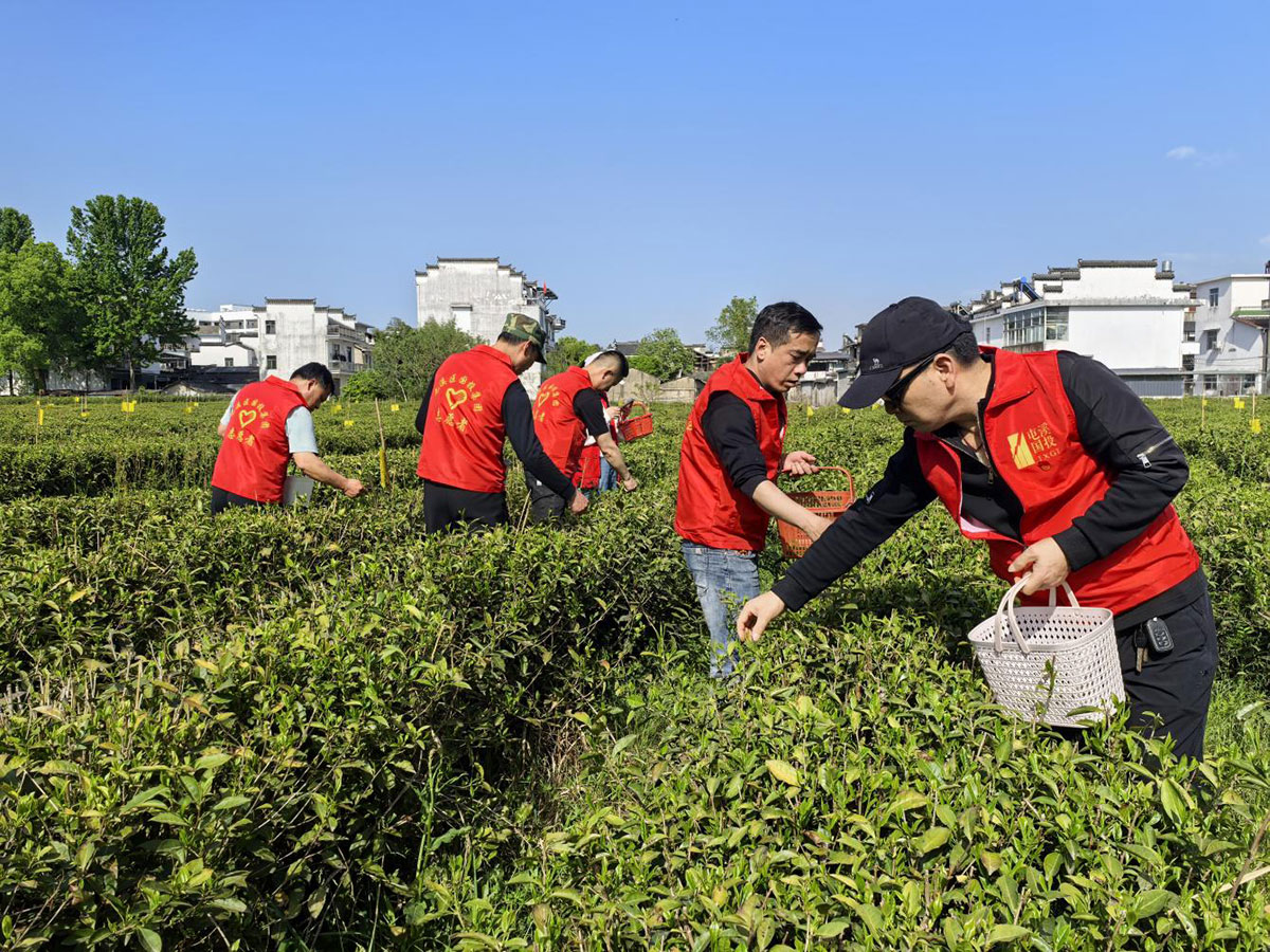 昱城產(chǎn)投公司黨支部開展“茶香潤(rùn)初心，黨旗映茶園”主題黨日活動(dòng)